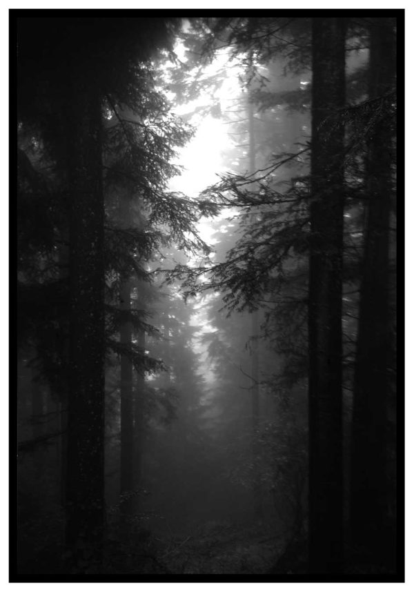 dark-forest-poster