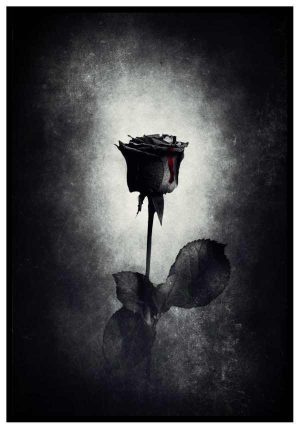 mörk ros poster